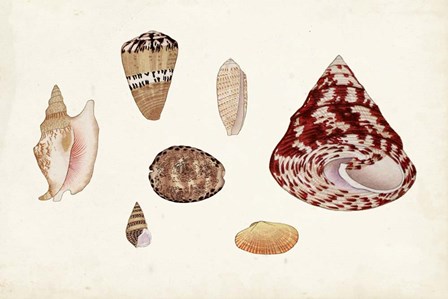 Antique Shell Anthology V by Vision Studio art print