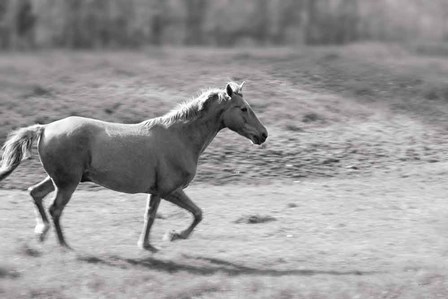 Pasture Run by Sue Schlabach art print