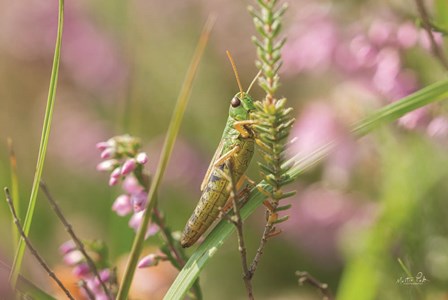 Grasshopper by Martin Podt art print