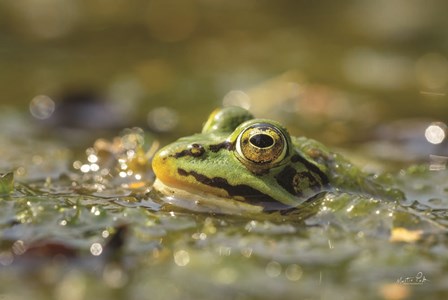 Frog by Martin Podt art print