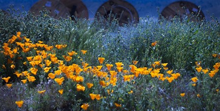 Field of Orange Flowers by Sossi Madzounian art print