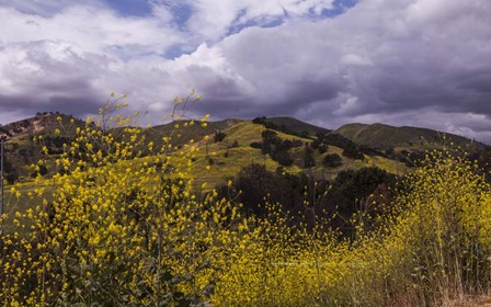 Rolling Hills by Sossi Madzounian art print