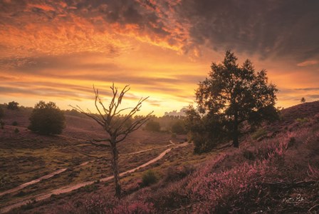 Dead Tree at Sunset by Martin Podt art print