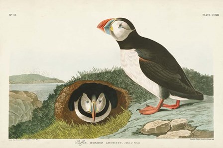 Pl 213 Puffin by John James Audubon art print