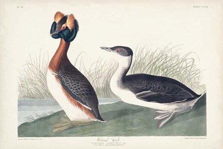 Pl 259 Horned Grebe by John James Audubon art print