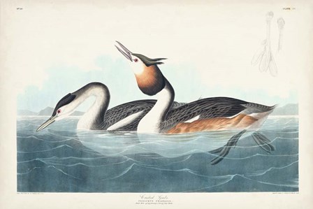 Pl 292 Crested Grebe by John James Audubon art print