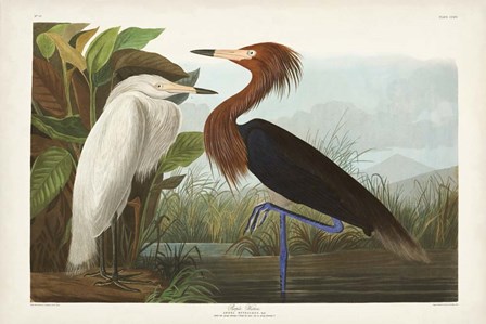 Pl 256 Purple Heron by John James Audubon art print