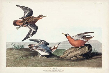 Pl 255 Red Phalarope by John James Audubon art print