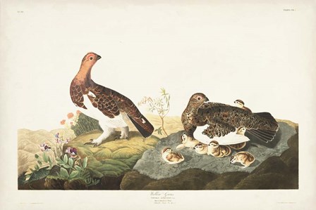 Pl 191 Willow Grouse by John James Audubon art print