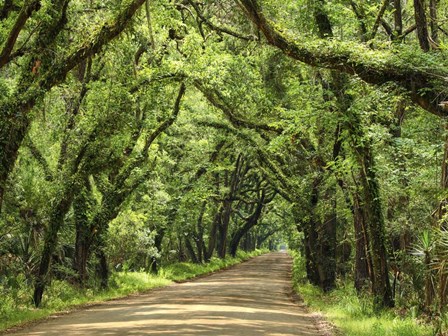 Canopy Road III by James McLoughlin art print