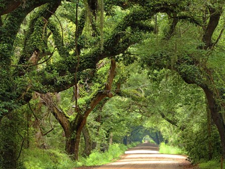 Canopy Road V by James McLoughlin art print