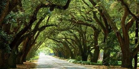 Canopy Road Panorama I by James McLoughlin art print