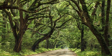 Canopy Road Panorama IV by James McLoughlin art print