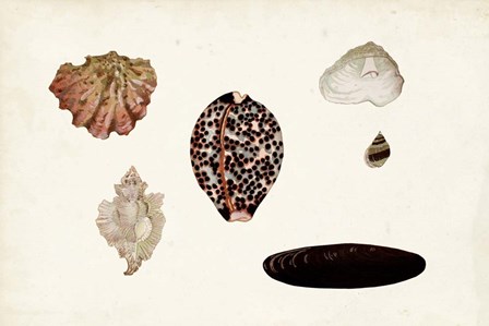 Antique Shell Anthology IX by Vision Studio art print