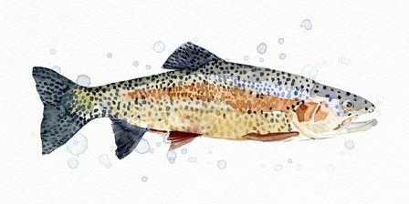 Watercolor Rainbow Trout I by Emma Caroline art print