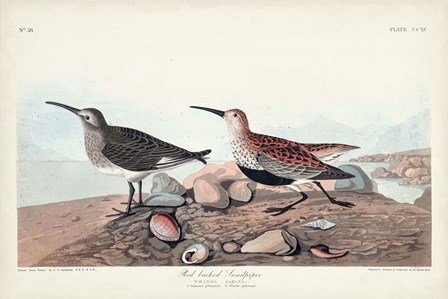 Pl. 290 Red-backed Sandpiper by John James Audubon art print