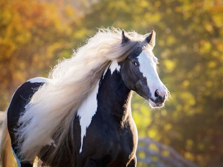 Golden Lit Horse III by PHBurchett art print