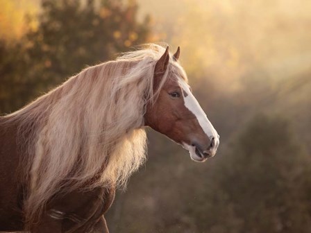 Golden Lit Horse V by PHBurchett art print