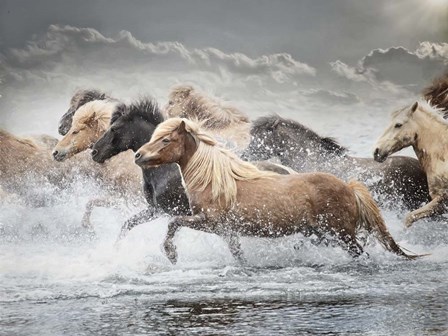 Horse Run IV by PHBurchett art print