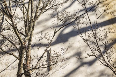 Wall Detail, Nantucket Island by Walter Bibikow / Danita Delimont art print