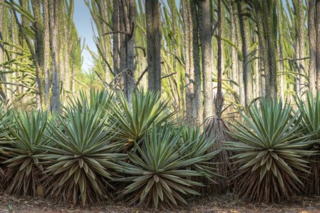 Sisal Plants by Ellen Goff / Danita Delimont art print