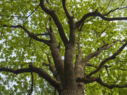 Giant Oak Hainich Woodland In Thuringia, Germany by Martin Zwick / Danita Delimont art print