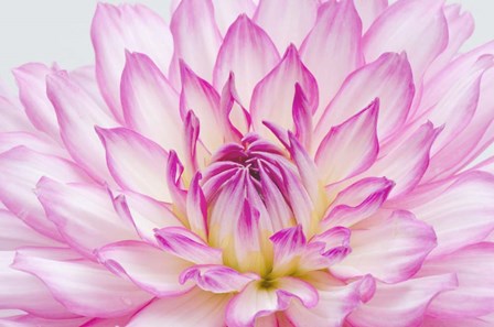 Dahlia Close Up by Alan Majchrowicz / DanitaDelimont art print