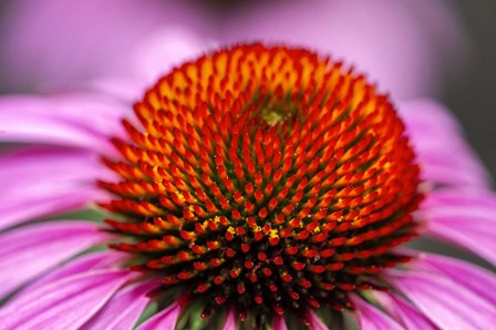 Purple Coneflower by Jim Engelbrecht / Danita Delimont art print