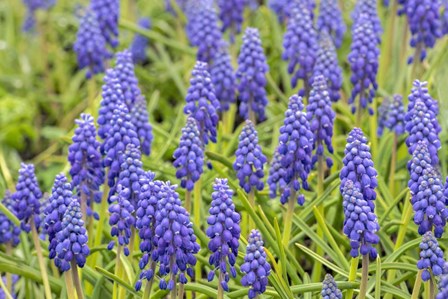 Grape Hyacinth by Jim Engelbrecht / Danita Delimont art print