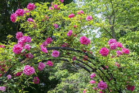 Arbor Of Pink Roses by Lisa S. Engelbrecht / Danita Delimont art print