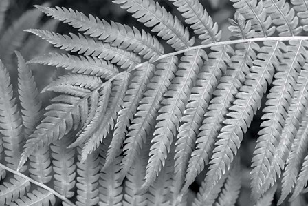 Fern by Lisa S. Engelbrecht / Danita Delimont art print