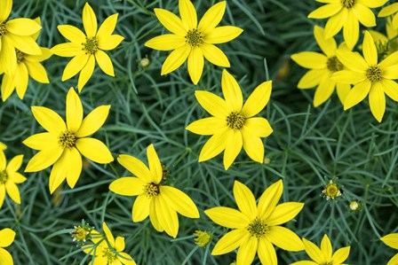 Coreopsis by Lisa S. Engelbrecht / Danita Delimont art print