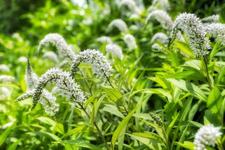 Gooseneck Yellow Loosestrife by Lisa S. Engelbrecht / Danita Delimont art print