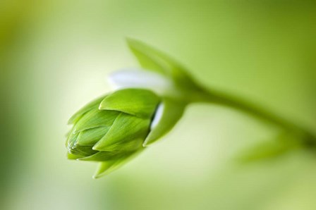 Hosta Flower Bud by Lisa S. Engelbrecht / Danita Delimont art print