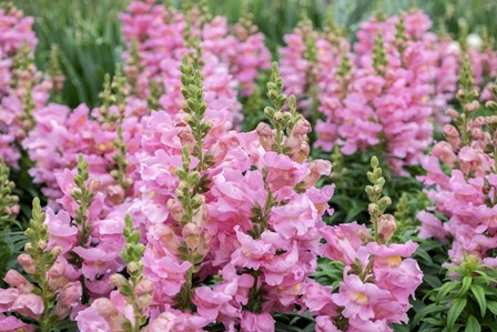 Pink Snapdragons by Lisa S. Engelbrecht / Danita Delimont art print