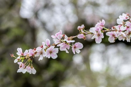 Branch Of Cherry Blossoms by Lisa S. Engelbrecht / Danita Delimont art print