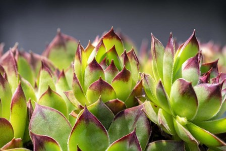 Hens And Chicks, Succulents 2 by Lisa S. Engelbrecht / Danita Delimont art print