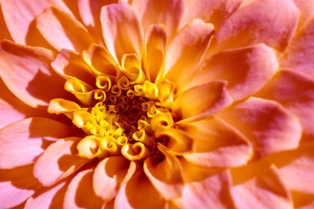 Yellow And Pink Dahlia by Lisa S. Engelbrecht / Danita Delimont art print