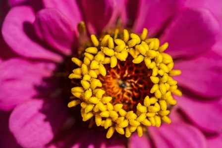 Pink Zinnia D by Lisa S. Engelbrecht / Danita Delimont art print