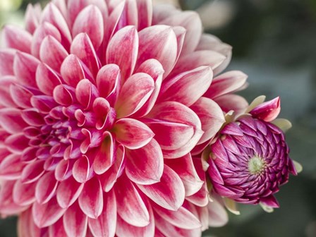 Dahlia With Bud by Julie Eggers / Danita Delimont art print