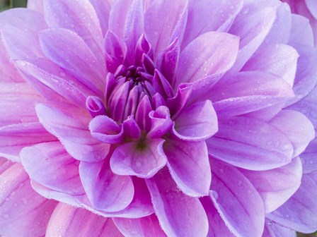 Pretty Pink Dahlia by Julie Eggers / Danita Delimont art print