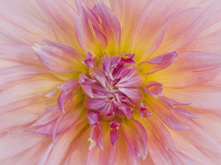 Macro Of A Dahlia by Julie Eggers / Danita Delimont art print