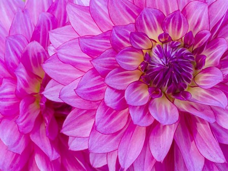 Hot Pink Dahlia by Julie Eggers / Danita Delimont art print