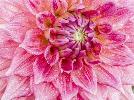 Soft Pink Dahlia by Julie Eggers / Danita Delimont art print