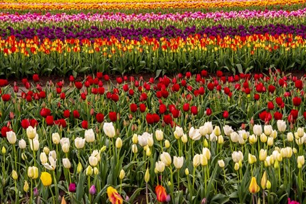 Tulip Field In Bloom by Michel Hersen / Danita Delimont art print