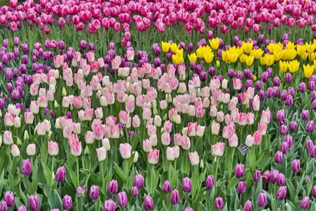 Spring Tulip Garden In Full Bloom by Darrell Gulin / Danita Delimont art print