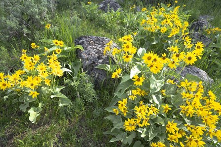 Balsamroot Covering Hillsides In The Spring by Ellen Goff / Danita Delimont art print