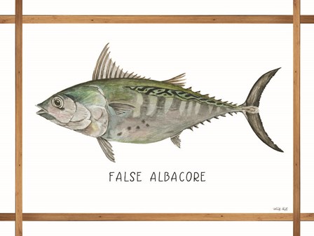 False Albacore on White by Cindy Jacobs art print