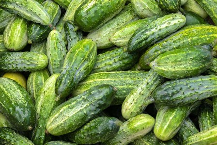 Cucumbers by Jim Engelbrecht / Danita Delimont art print