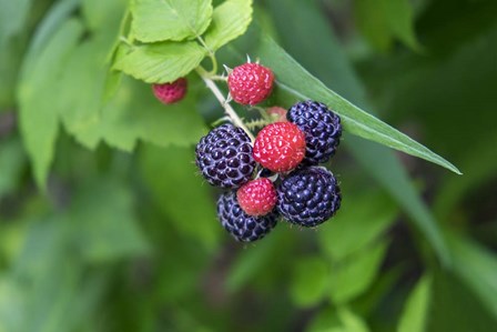 Black Raspberries by Lisa S. Engelbrecht / Danita Delimont art print